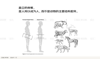 直立的脊椎，